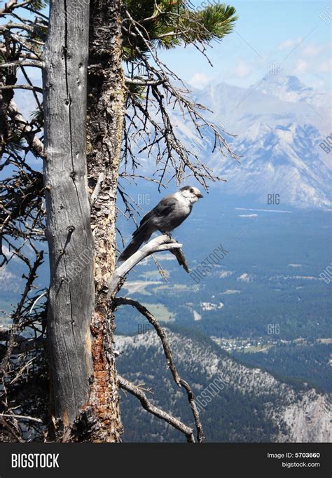 Whiskey Jack Bird Image & Photo (Free Trial) | Bigstock