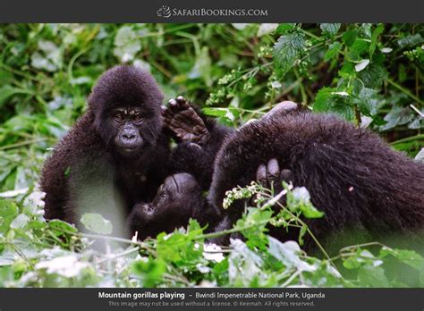 Uganda Safari 5 Day Ugandan Culture And Gorilla Trekking Safari