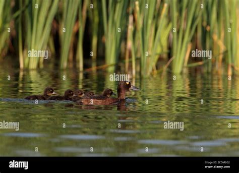 Female Tufted Duck With Ducklings Hi Res Stock Photography And Images