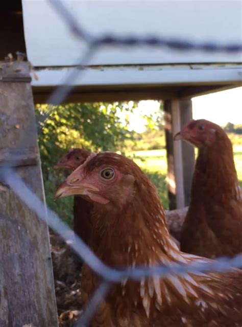 The Book Blog — Male Widow Skimmer Caught this beauty after I...