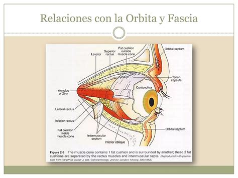 Anatom A De Los M Sculos Extraoculares Y Su Fascia Ppt