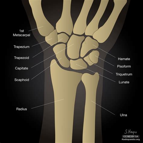 Scaphoid Bone Anatomy