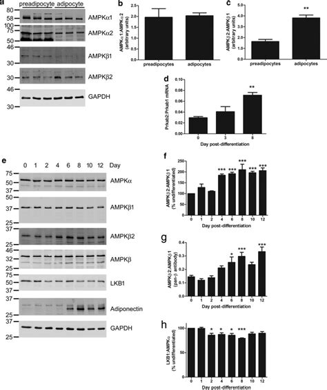 activated protein kinase complexes containing the β2 regulatory