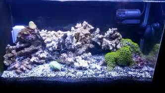 My Fluval Spec V Reef Tank Shots Nano Reef Community