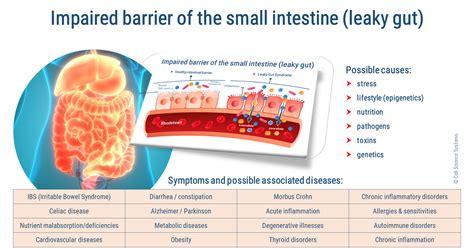 The Leaky Gut Syndrom Simply Explained Causes And Solutions