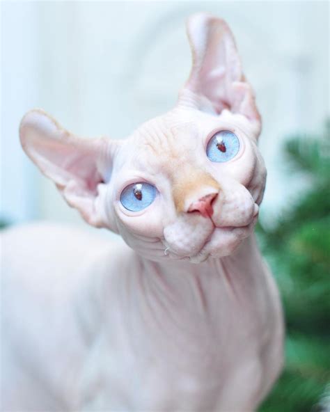 Sphynx • Elf • Bambino Cattery On Instagram Зарезервирован ️ • эльф