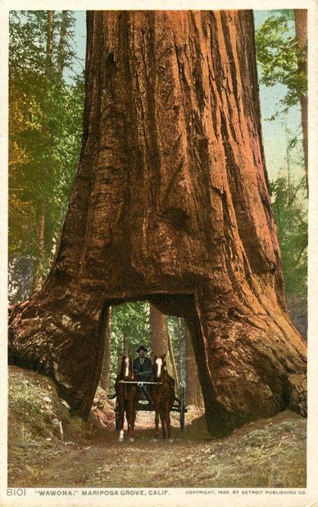 Yosemite Redwoods Sequoia National Parks Sequoia Tree Big Tree