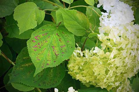 How To Identify And Treat Hydrangea Diseases Gardeners Path