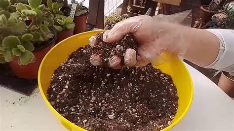 REPRODUCCION DEL COTYLEDON TOMENTOSA YouTube