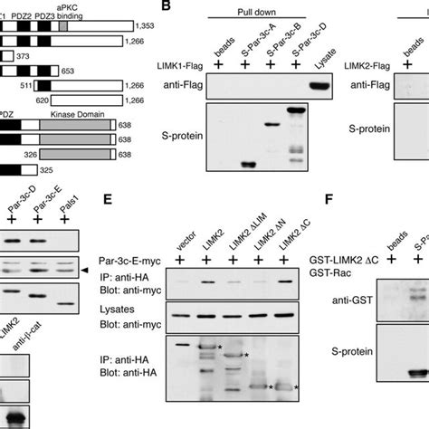 Suppressing Limk2 Expression Promotes Tight Junction Assembly In Par 3