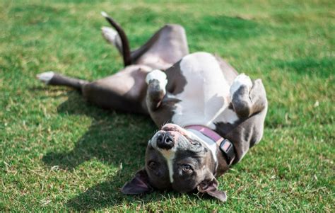 La Adorable Vida De Un Pitbull Cachorro Descubre Todo Sobre Esta Raza