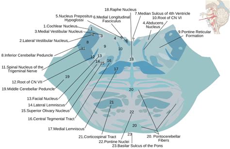 Spinal Trigeminal Nucleus Wikiwand