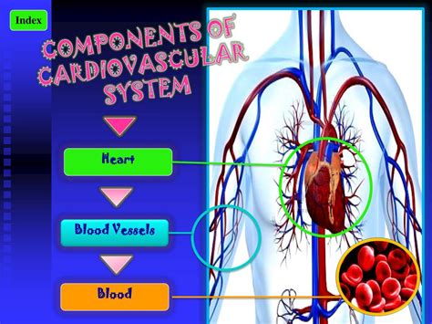 Ppt Cardiovascular System Powerpoint Presentation Free Download Id