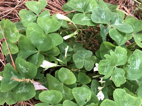 Clover Oxalis North Carolina Extension Gardener Plant Toolbox