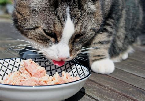 6 Homemade Cat Food Recipes For Senior Cats With Pictures