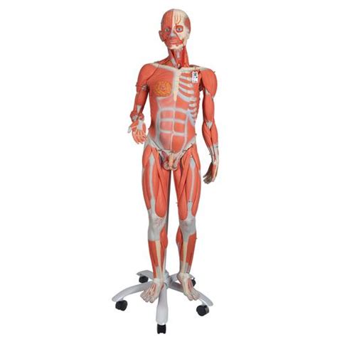 3 4 Life Size Dual Sex Human Muscle Model On Metal Stand 45 Part 3b