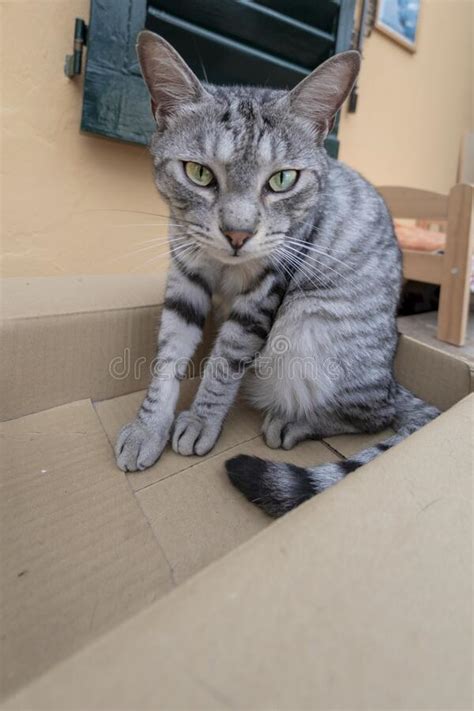 Gato Gracioso Dentro De Una Caja De Cart N Foto De Archivo Imagen De