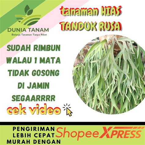 Jual Bibit Tanaman Hias Indoor Paku Tanduk Rusa Simbar Menjangan Papua