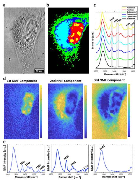 Raman imaging of HeLa cell incubated with 150 µM for 24 h a optical