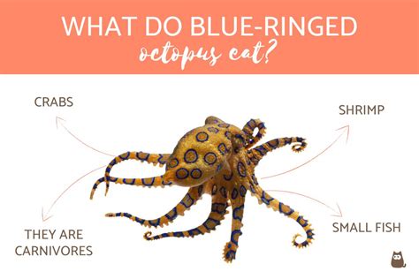 Blue-ringed octopus | AilynAdetola