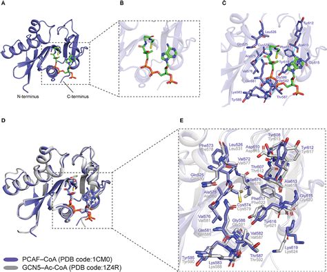 Frontiers Regulation Of Thermogenic Adipocyte Differentiation And