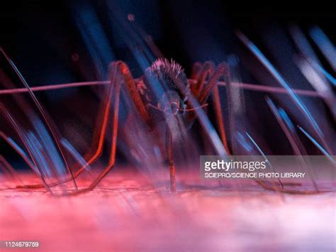 57 Asian Tiger Mosquito Bite Stock Photos, High-Res Pictures, and ...