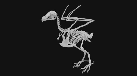 Eagle Skeleton 3d Model Turbosquid 1986113