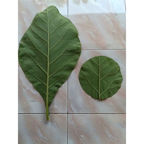 Jual Daun Jati Segar Kg Shopee Indonesia