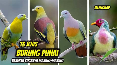 Jenis Burung Punai Di Indonesia Jenis Punai Ciri Cirinya Youtube