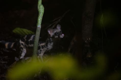 Banded Linsang From Kinabatangan Sabah Malaysia On July 3 2023 At 07