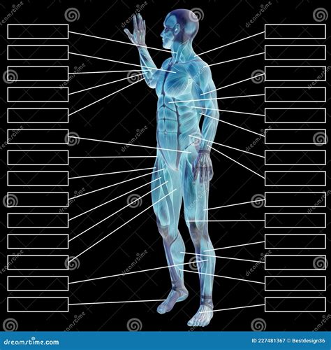 3D Male Or Human Anatomy A Man With Muscles And Textbox Stock