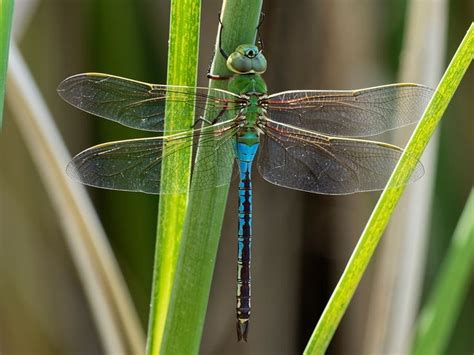 Common Green Darner Anax Junius North America