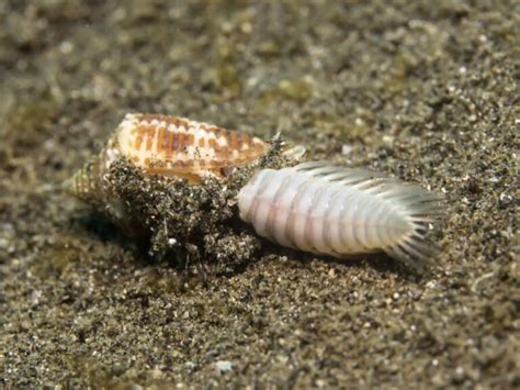 Why The Cone Snail Is One Of The Deadliest Sea Creatures