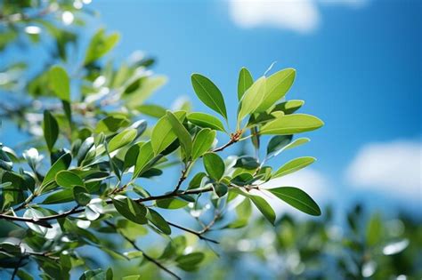 Premium Photo A Branch Of A Tree With Green Leaves And Blue Sky In