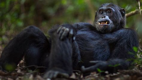 Is the Bondo Ape a Cryptid or a Specially Adapted Chimpanzee? | HowStuffWorks