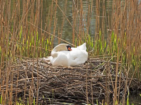 Swan Nesting (Complete Guide) | Birdfact