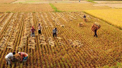 India S Biggest Challenge The Future Of Farming The India Forum