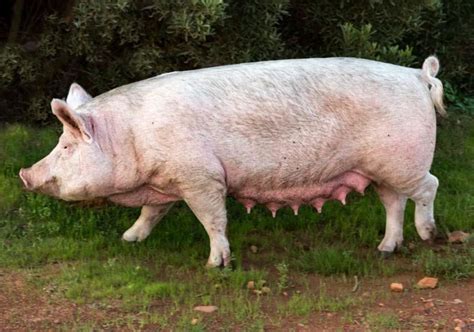 Pig production guide – Part 5: Breeding practices, sow selection and management – ProAgri Media