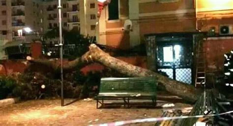 Notte Di Paura A Causa Del Maltempo Crolla Un Grosso Albero In Piazza