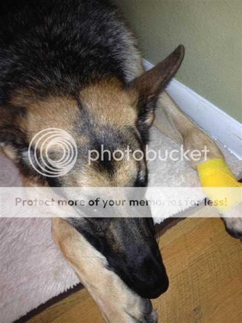 German Shepherd Dog Forums - Dew Claw Injury