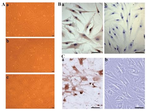 Morphological Observation And Characterization Of Synoviocytes And Download Scientific Diagram