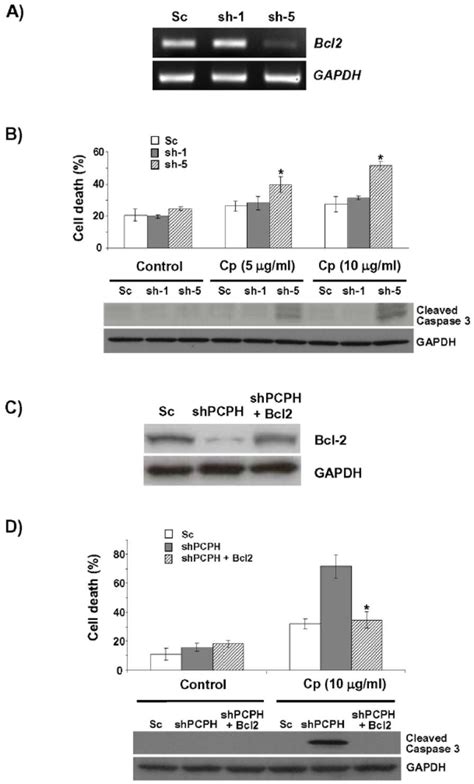 Bcl 2 Expression Confers Resistance To Cisplatin Induced Apoptosis In Download Scientific