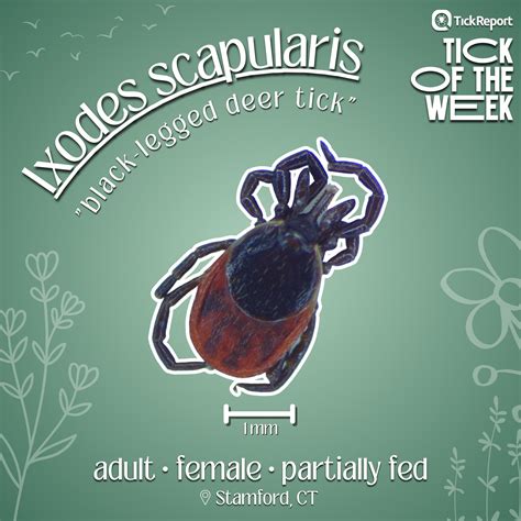 TickReport - The Tick of the Week is a "black-legged deer...