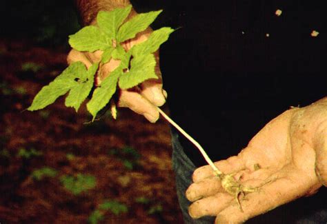 Wild Ginseng Root