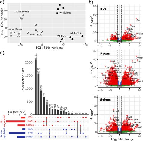 Mdm And Wild Type Muscles Clusters Separate In The Transcriptomics