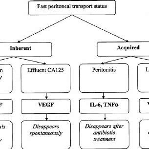 Pdf Peritoneal Function In Clinical Practice The Importance Of