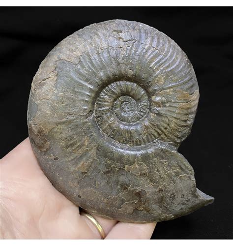 Fossils For Sale Fossils Uk British Lower Jurassic Upper Lias