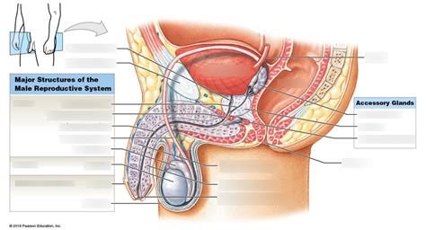 Lab Male Reproductive Anatomy Diagram Quizlet