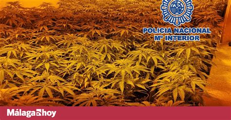 Desmantelan Tres Invernaderos Indoor De Marihuana En M Laga Y Se