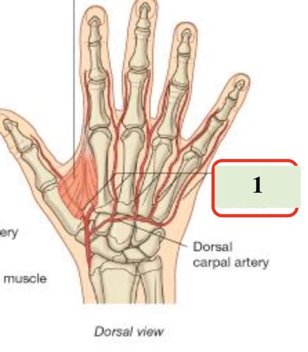 deep palmar arch Flashcards | Quizlet